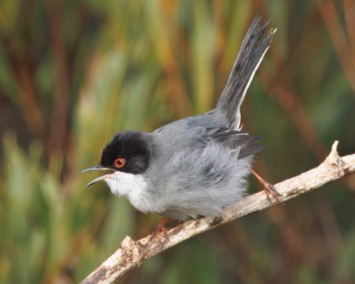Pnice blohrdlá (Curruca melanocephala)