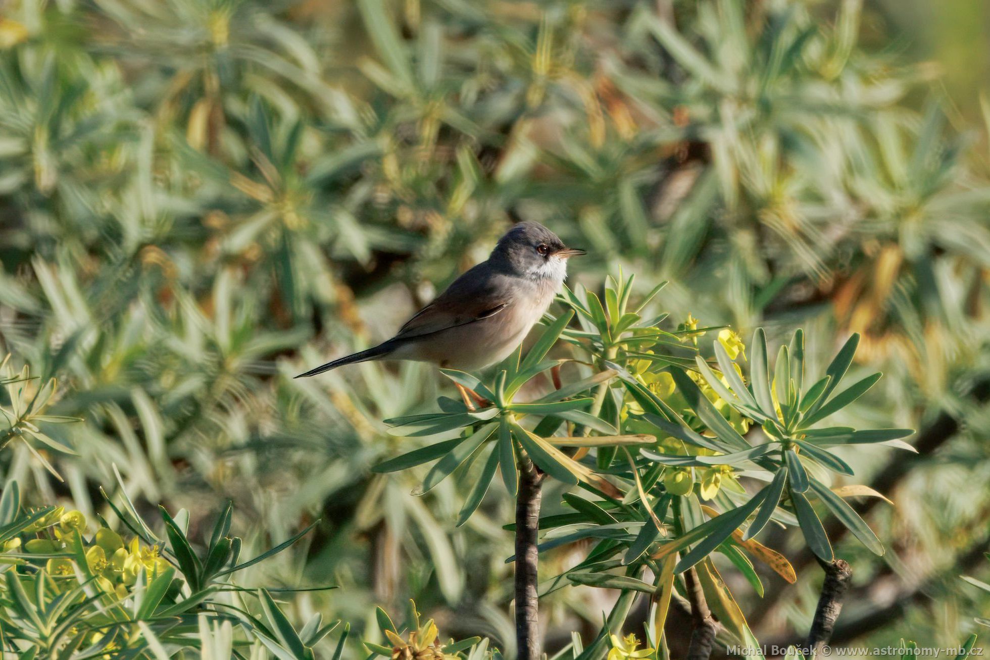 Pnice brýlatá (Curruca conspicillata)