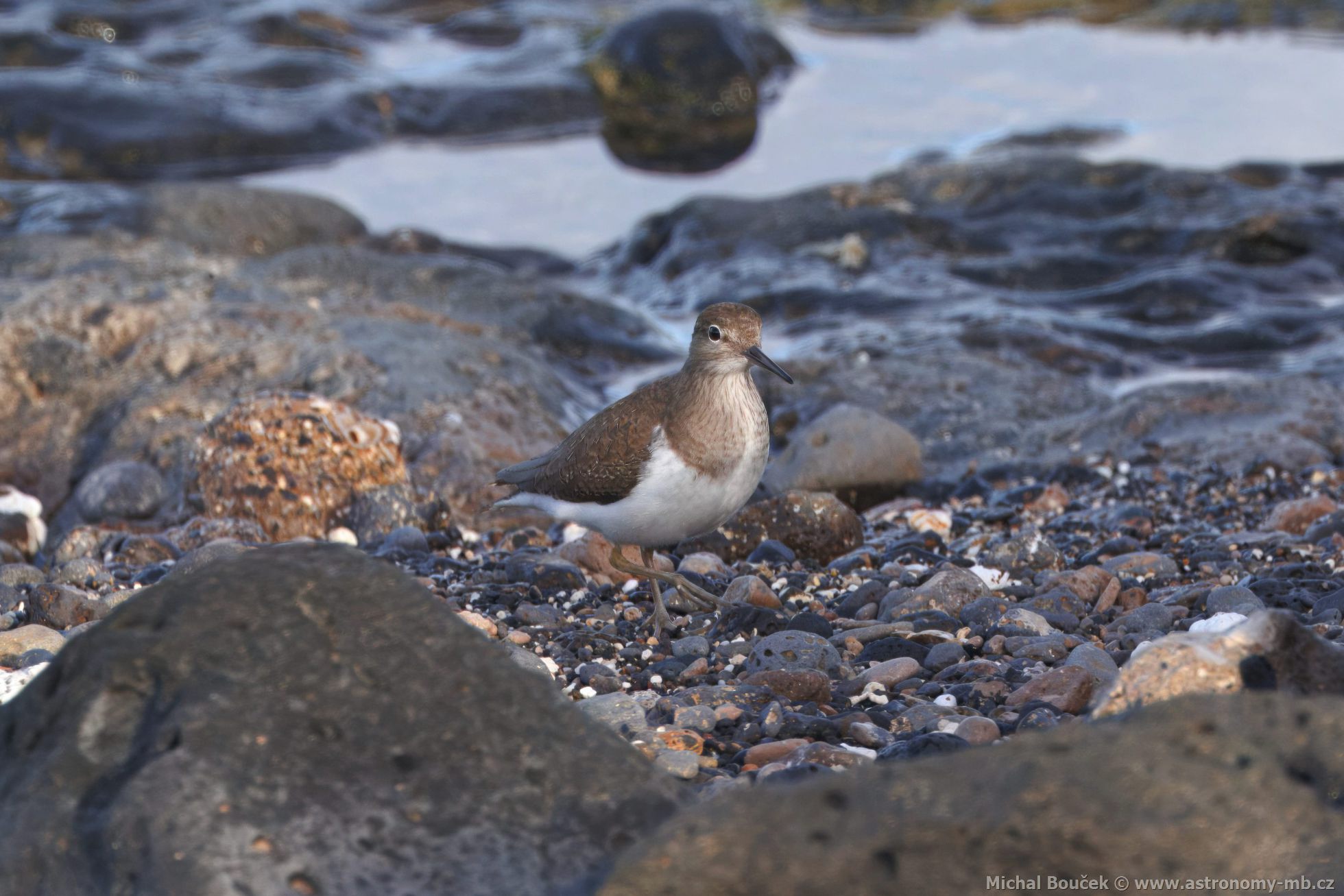 Pisík obecný (Actitis hypoleucos)