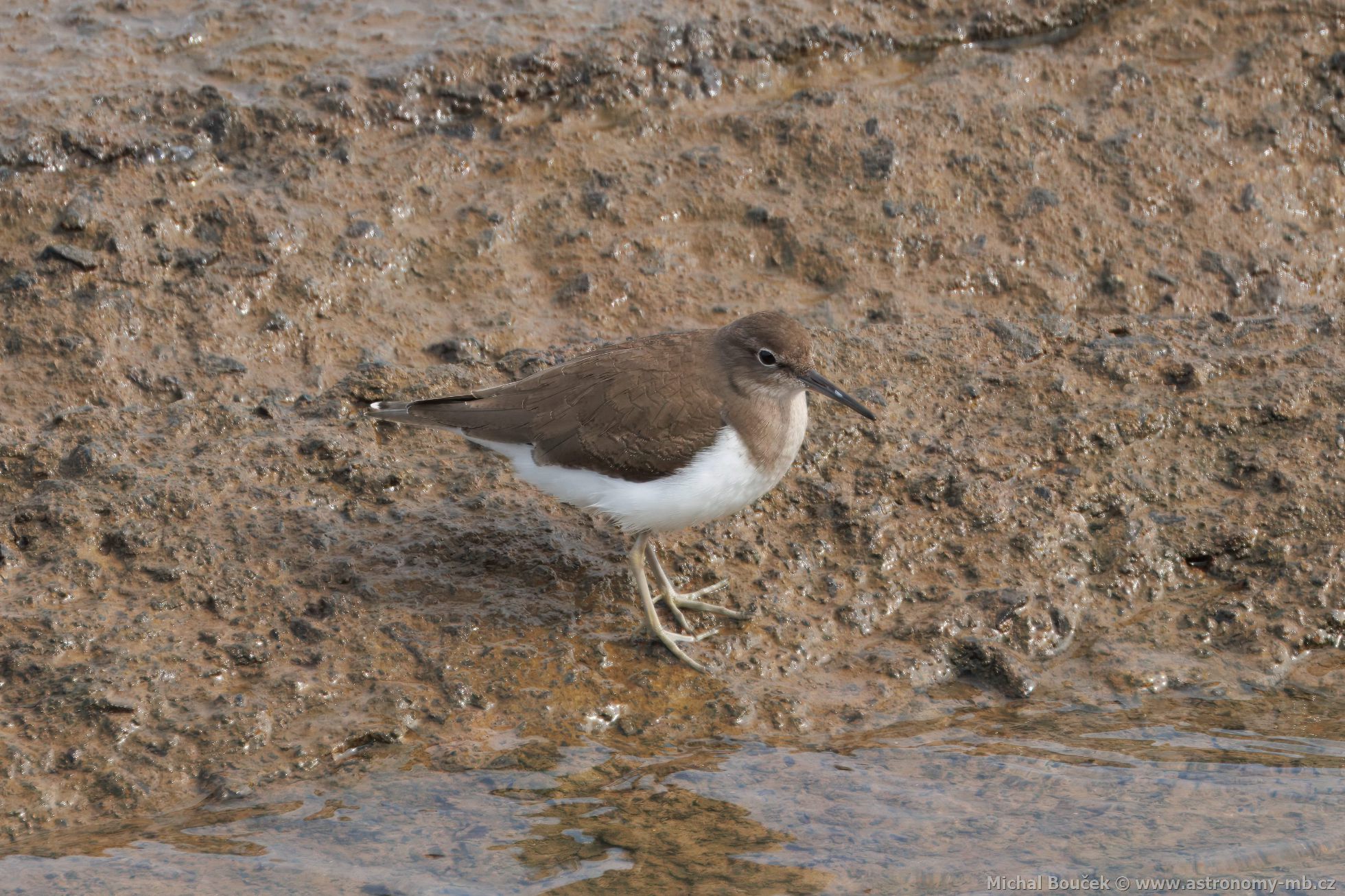 Pisík obecný (Actitis hypoleucos)