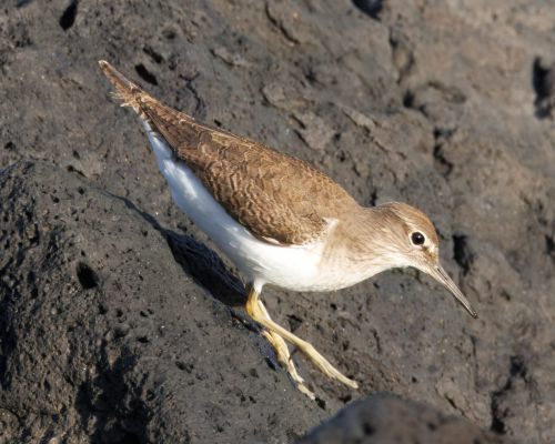 Pisík obecný (Actitis hypoleucos)