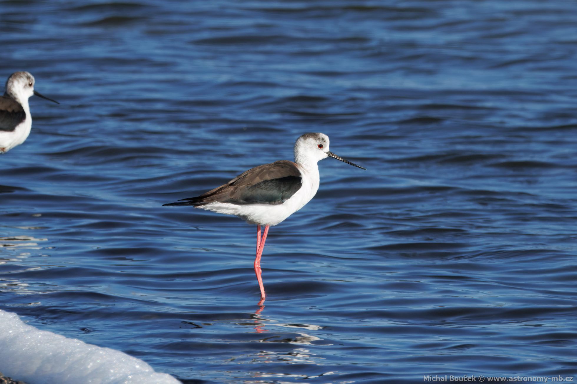 Pisila áponohá (Himantopus himantopus)