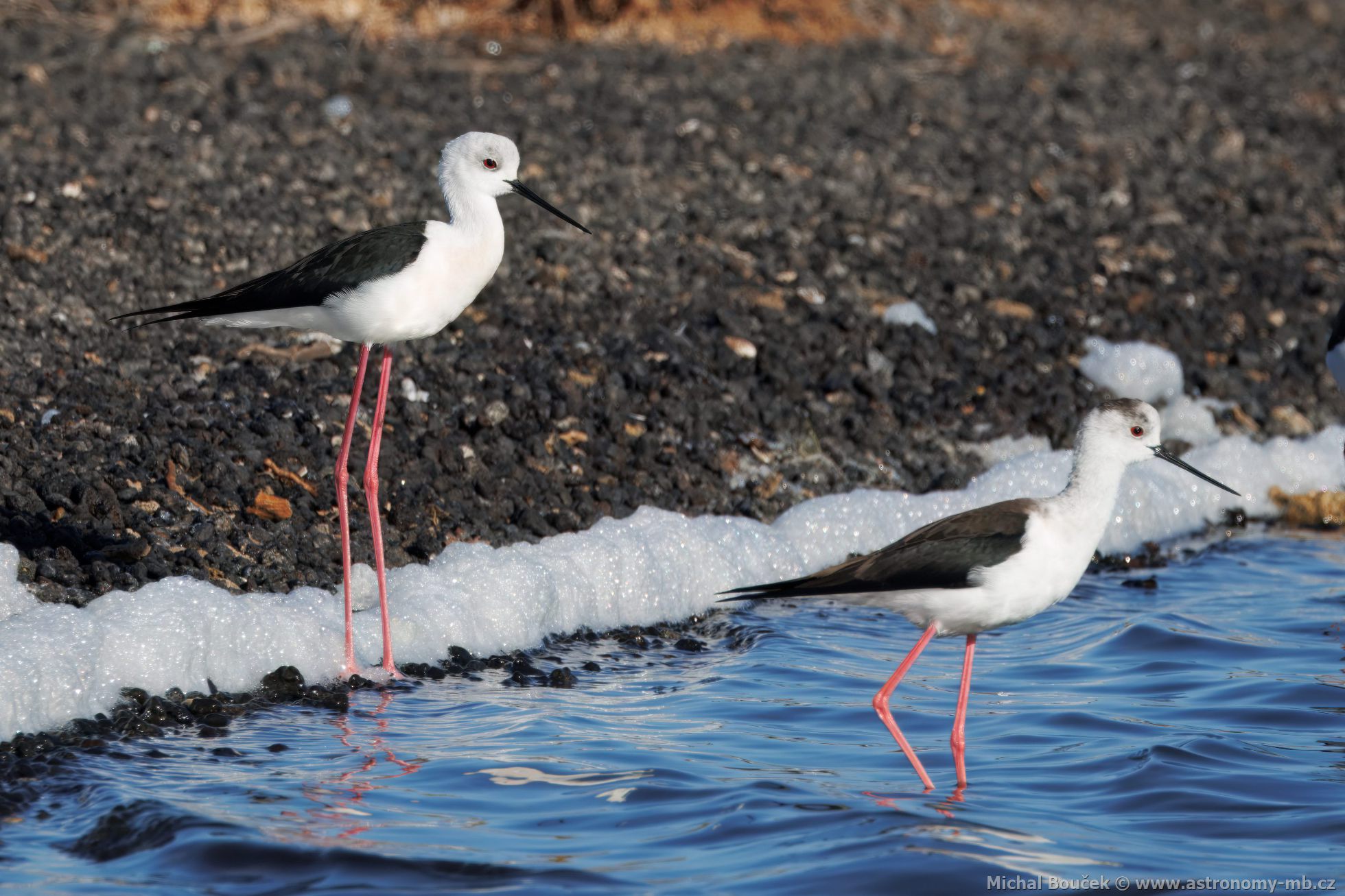 Pisila áponohá (Himantopus himantopus)