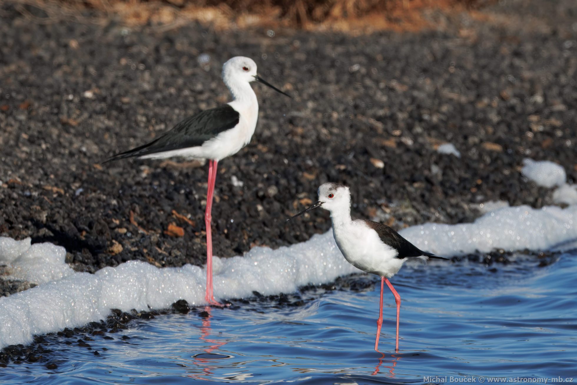 Pisila áponohá (Himantopus himantopus)