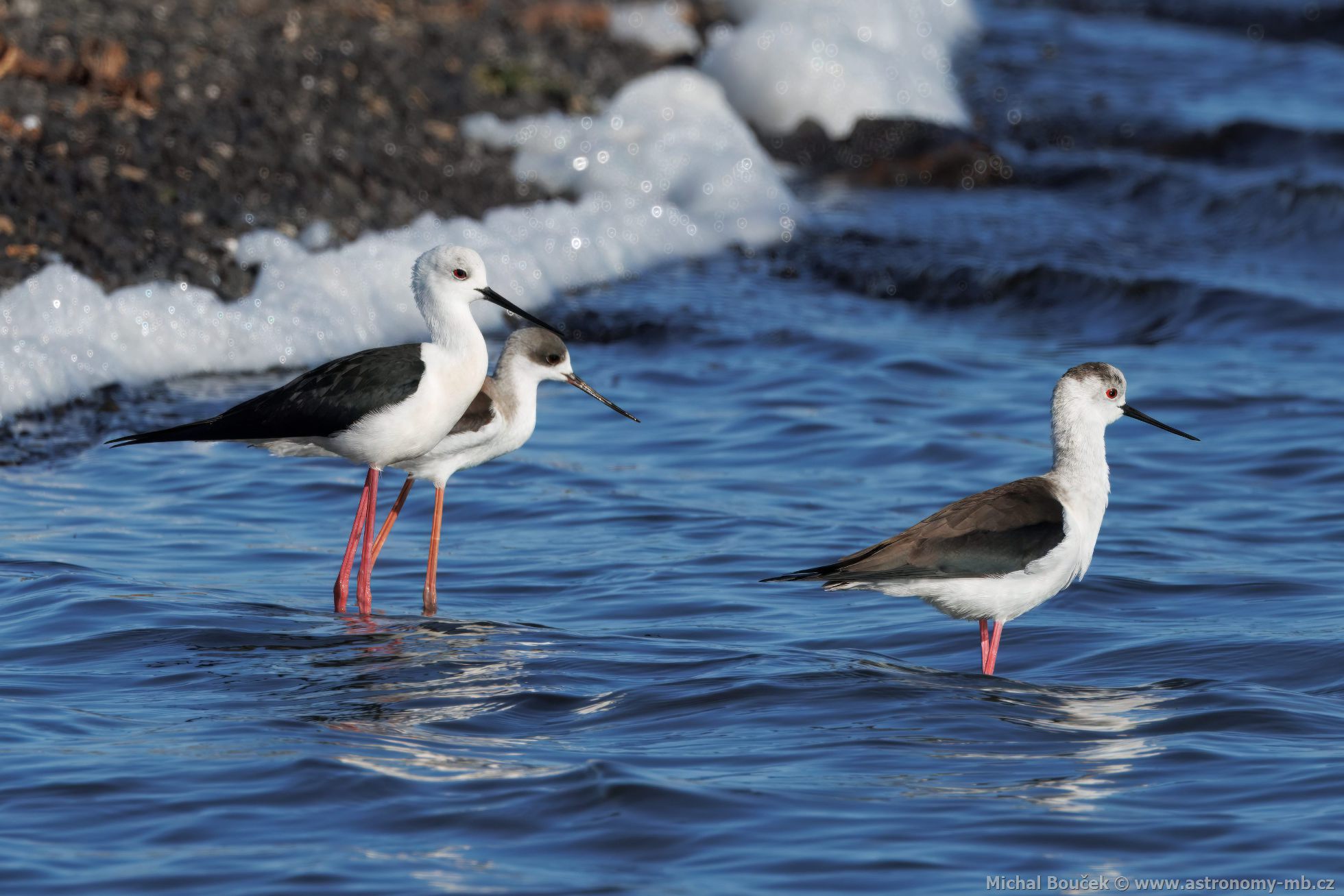 Pisila áponohá (Himantopus himantopus)