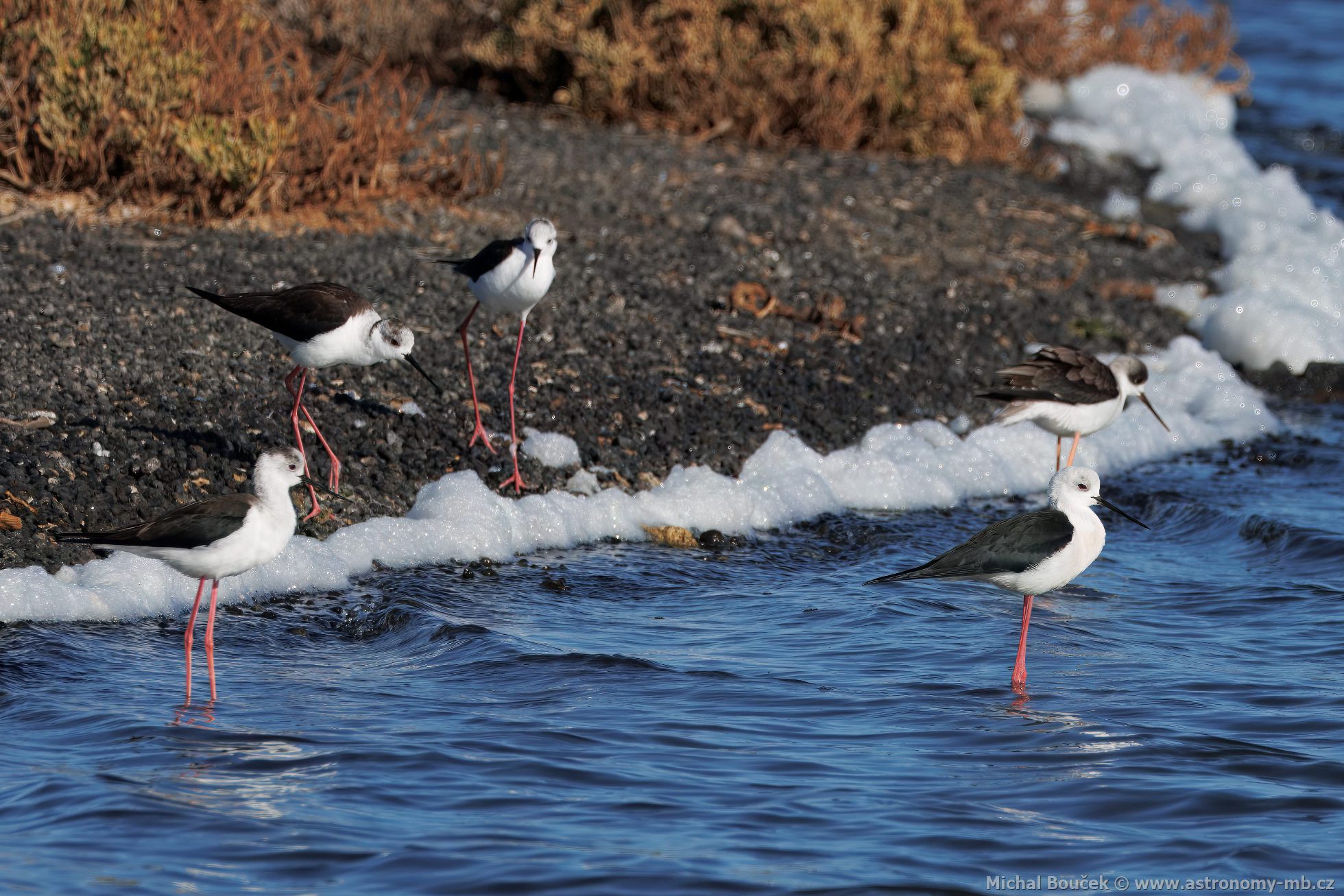 Pisila áponohá (Himantopus himantopus)