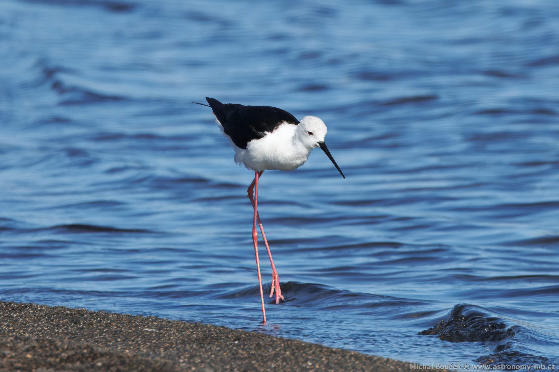 Pisila áponohá (Himantopus himantopus)