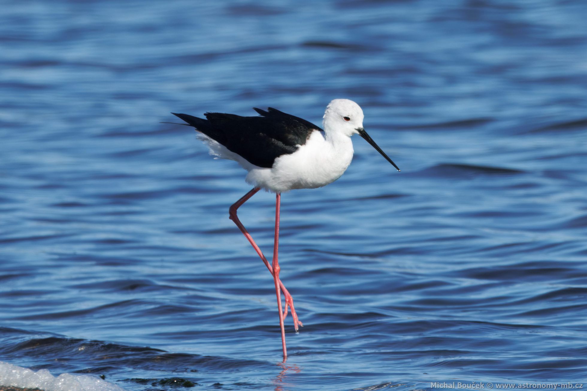 Pisila áponohá (Himantopus himantopus)