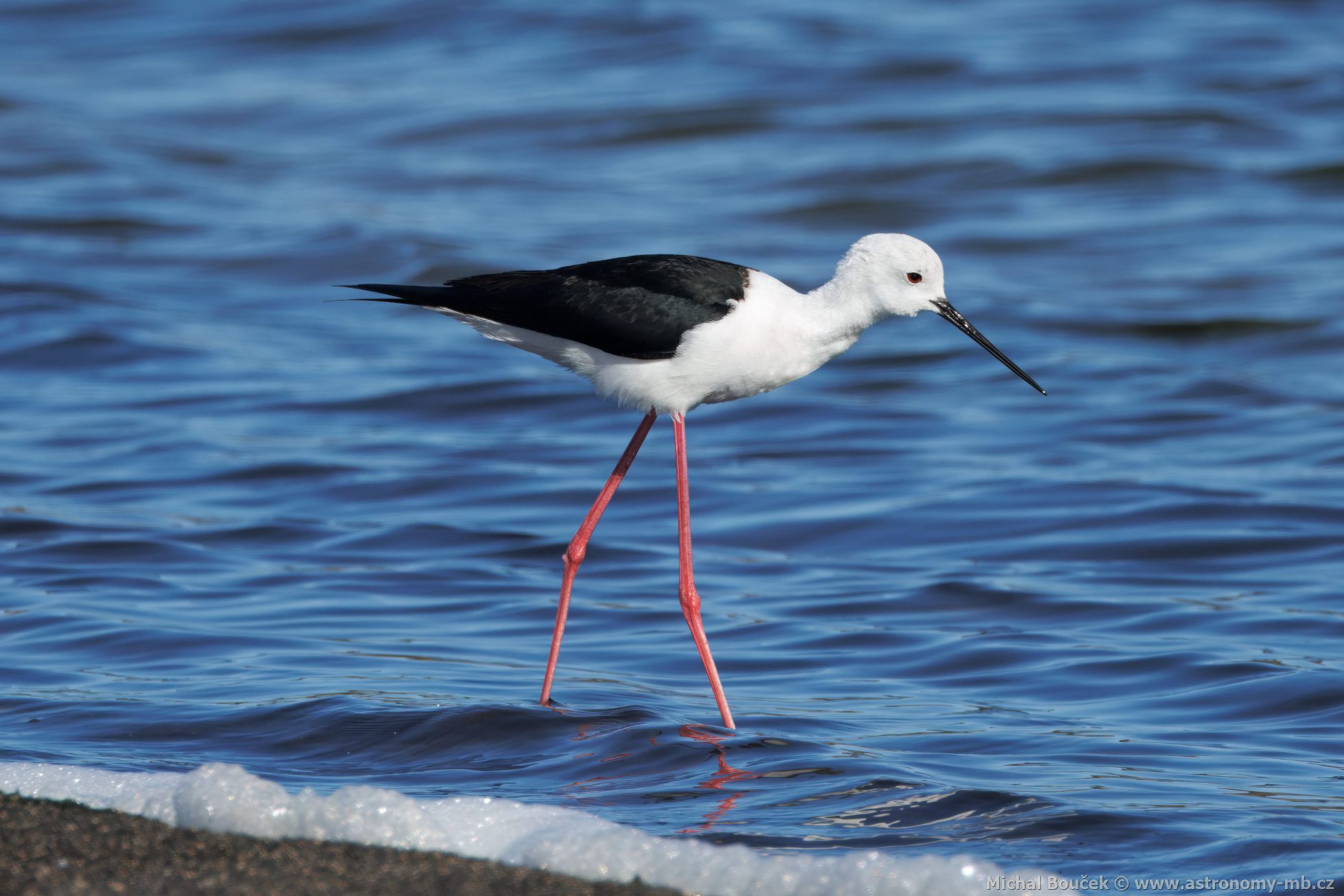 Pisila áponohá (Himantopus himantopus)