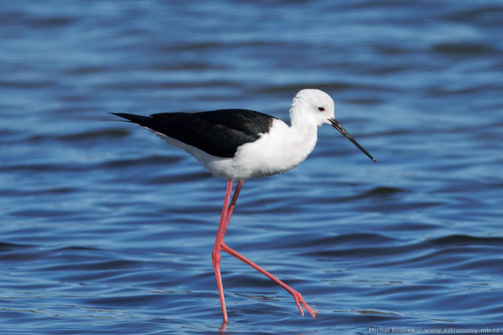 Pisila áponohá (Himantopus himantopus)