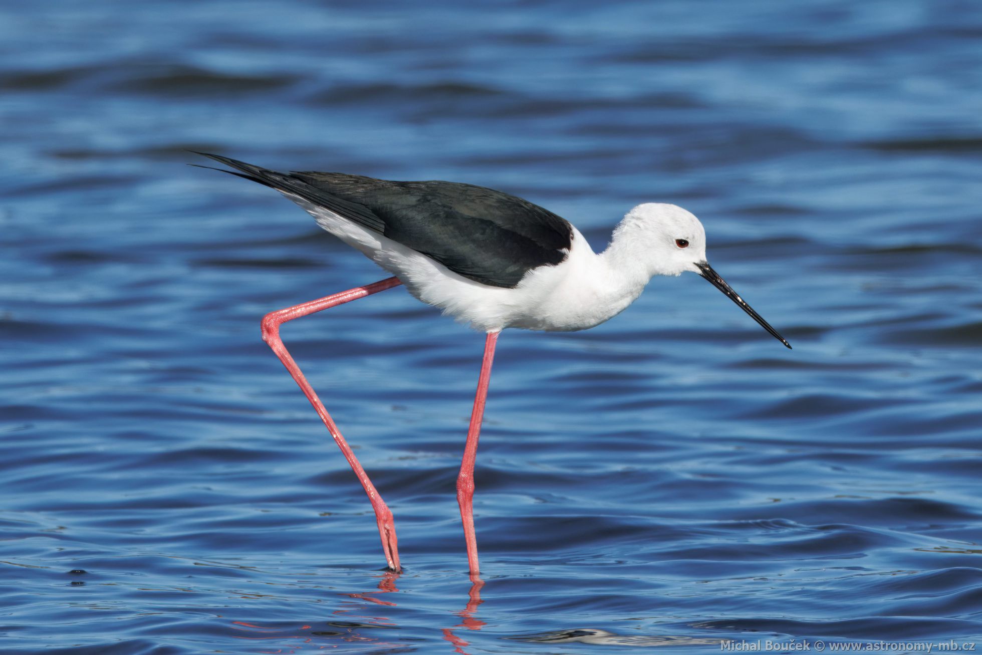 Pisila áponohá (Himantopus himantopus)