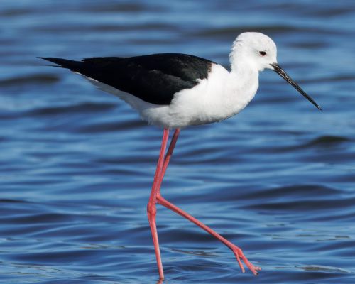 Pisila áponohá (Himantopus himantopus)