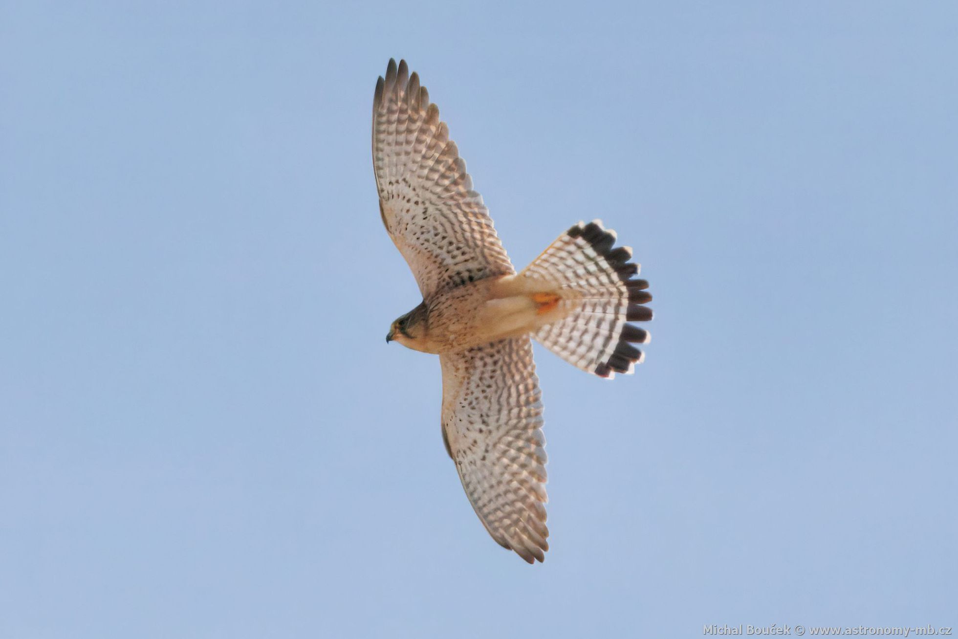 Poštolka obecná (Falco tinnunculus)
