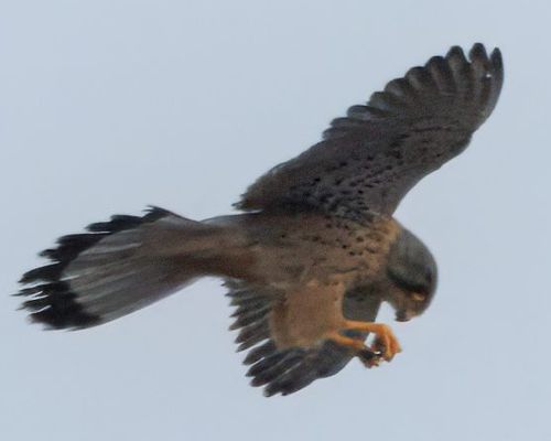 Poštolka obecná (Falco tinnunculus)