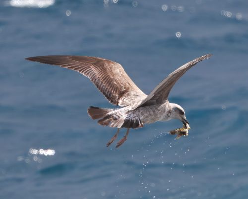 Racek stedomoský (Larus michahellis)