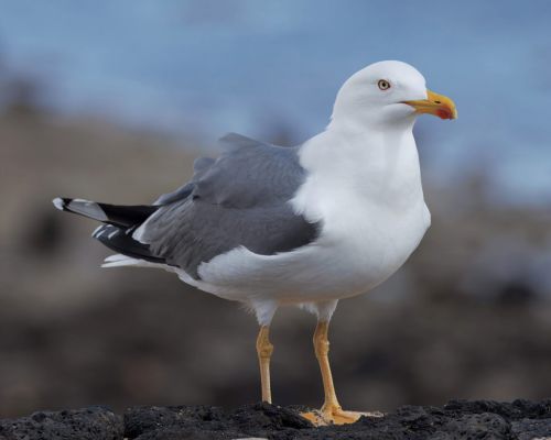Racek lutonohý (Larus fuscus)