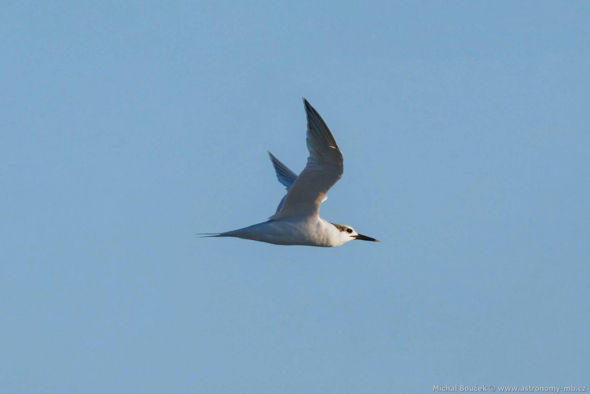 Rybák severní (Thalasseus sandvicensis)