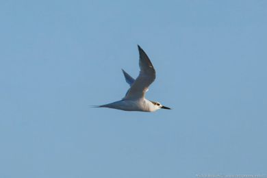 Rybák severní (Thalasseus sandvicensis)