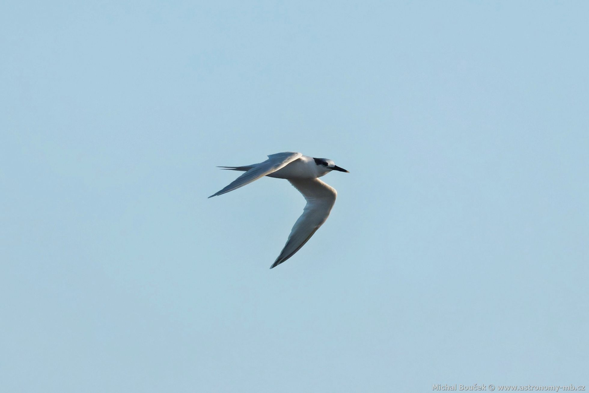 Rybák severní (Thalasseus sandvicensis)