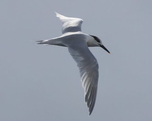 Rybák severní (Thalasseus sandvicensis)