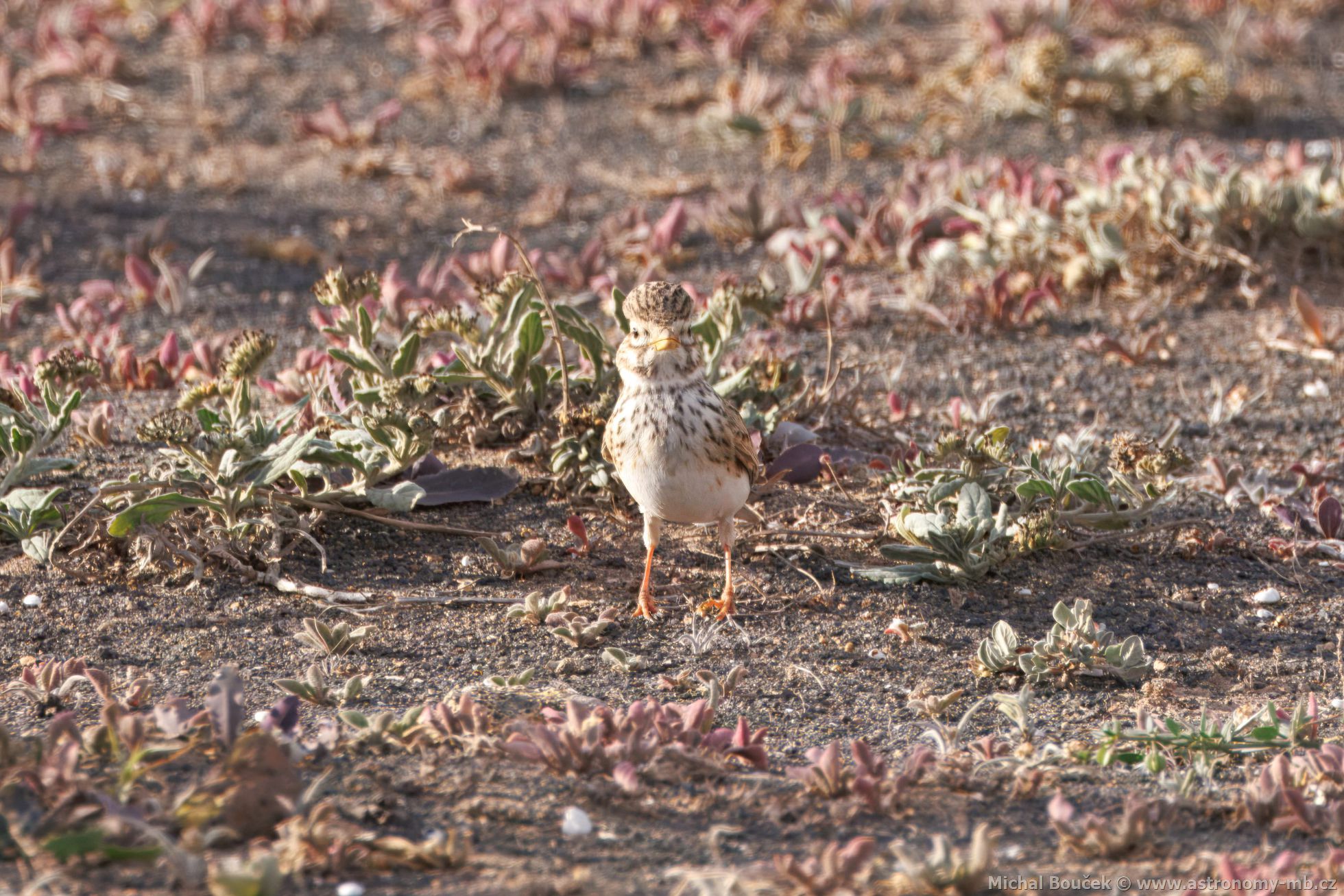Skivánek menší (Alaudala rufescens)
