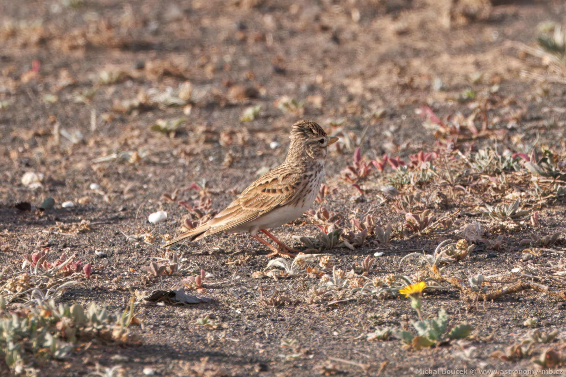 Skivánek menší (Alaudala rufescens)