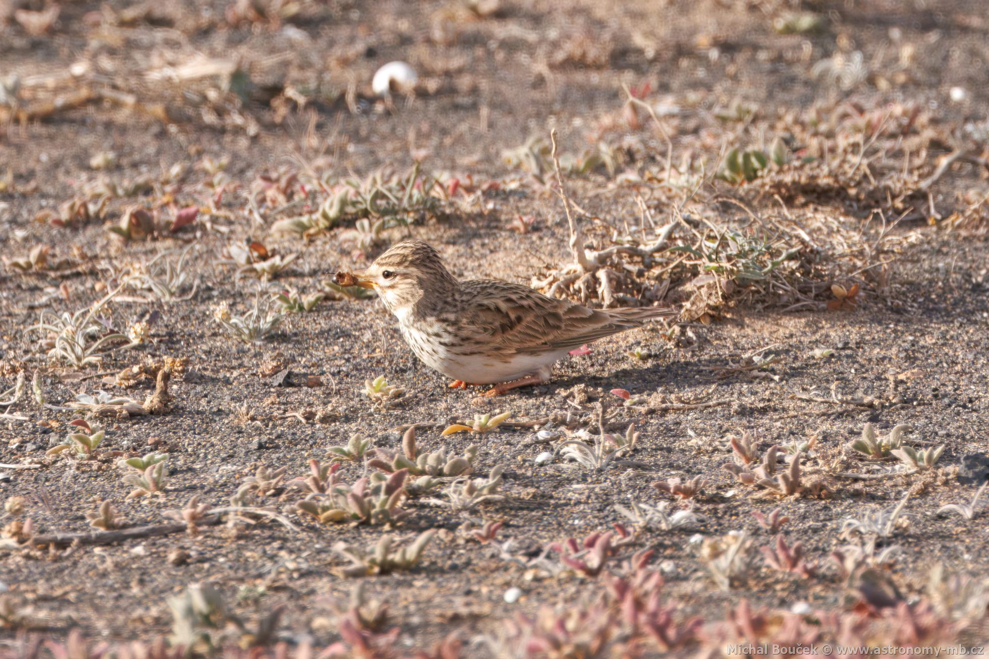 Skivánek menší (Alaudala rufescens)