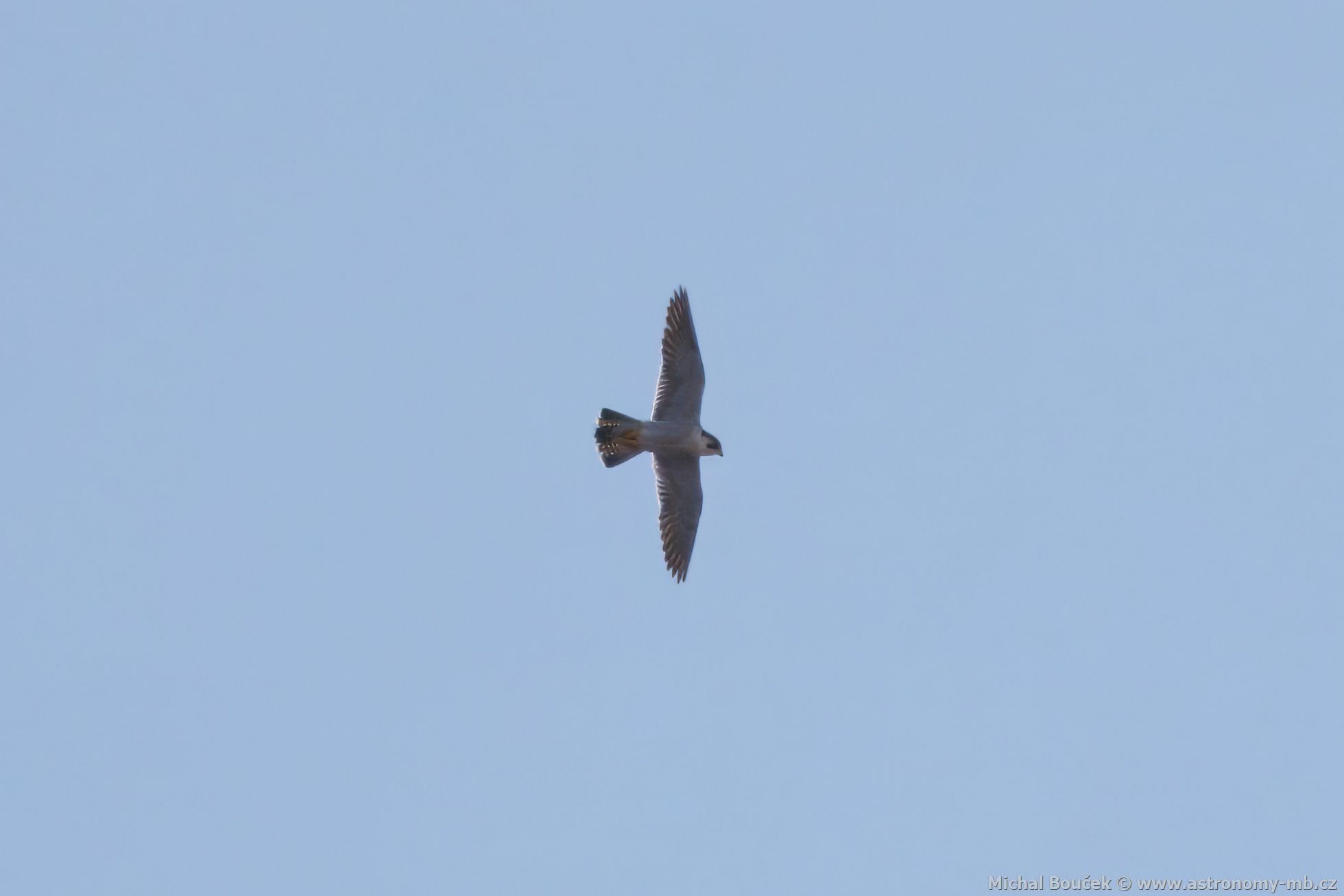 Sokol sthovavý (Falco peregrinus)