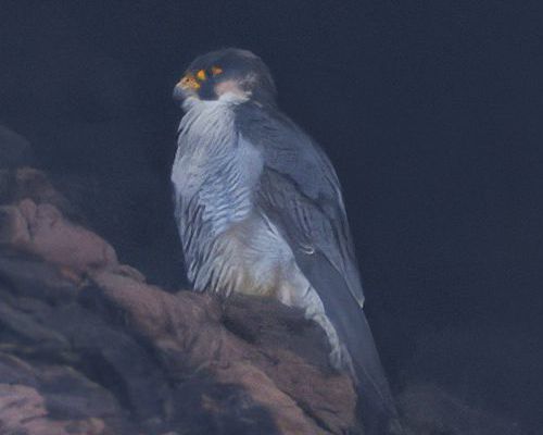 Sokol sthovavý (Falco peregrinus)