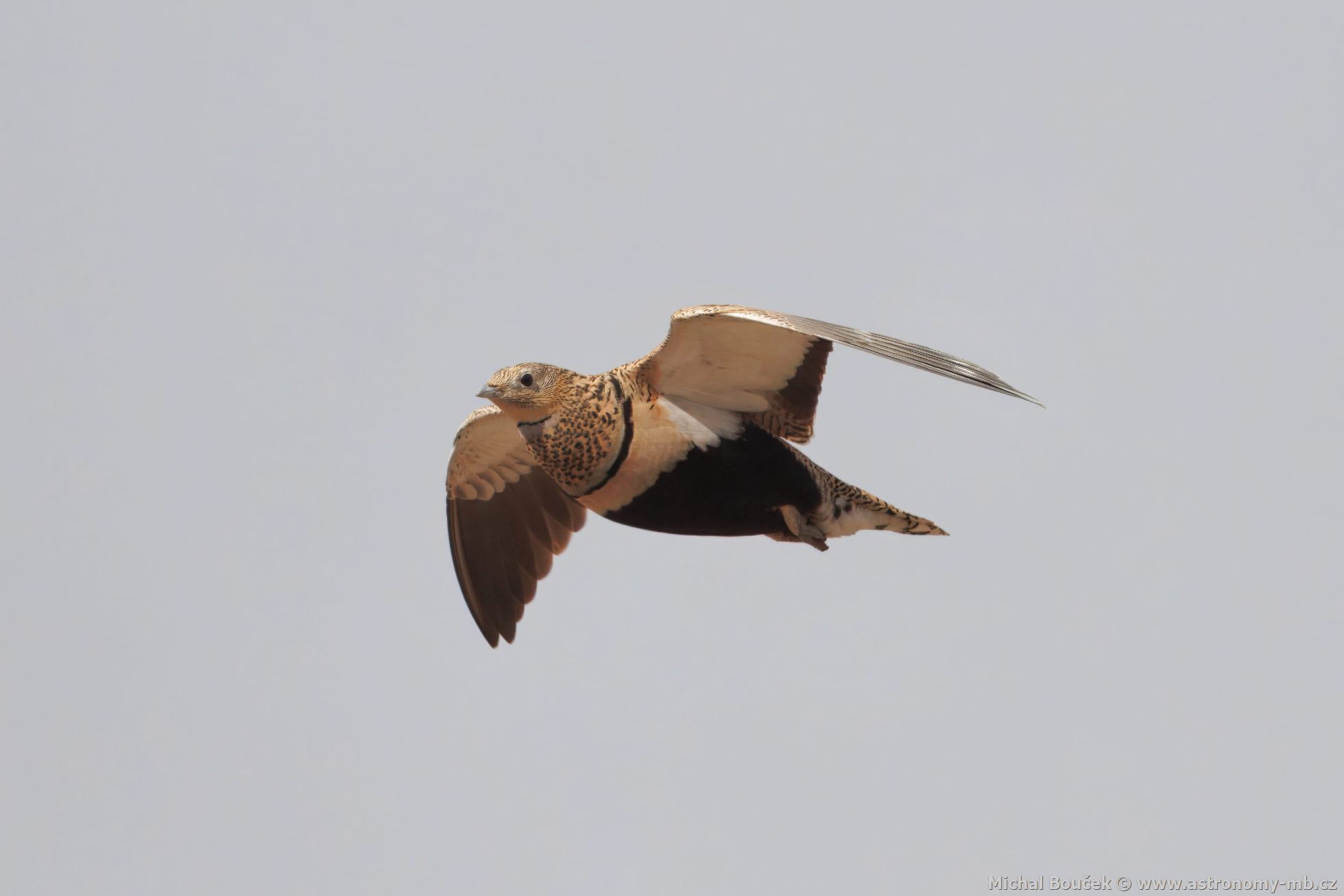 Stepokur písený (Pterocles orientalis)