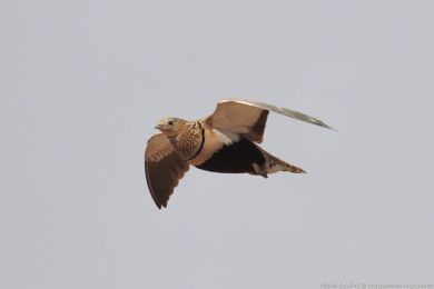 Stepokur písečný (Pterocles orientalis) Stepokur písečný (Pterocles orientalis)