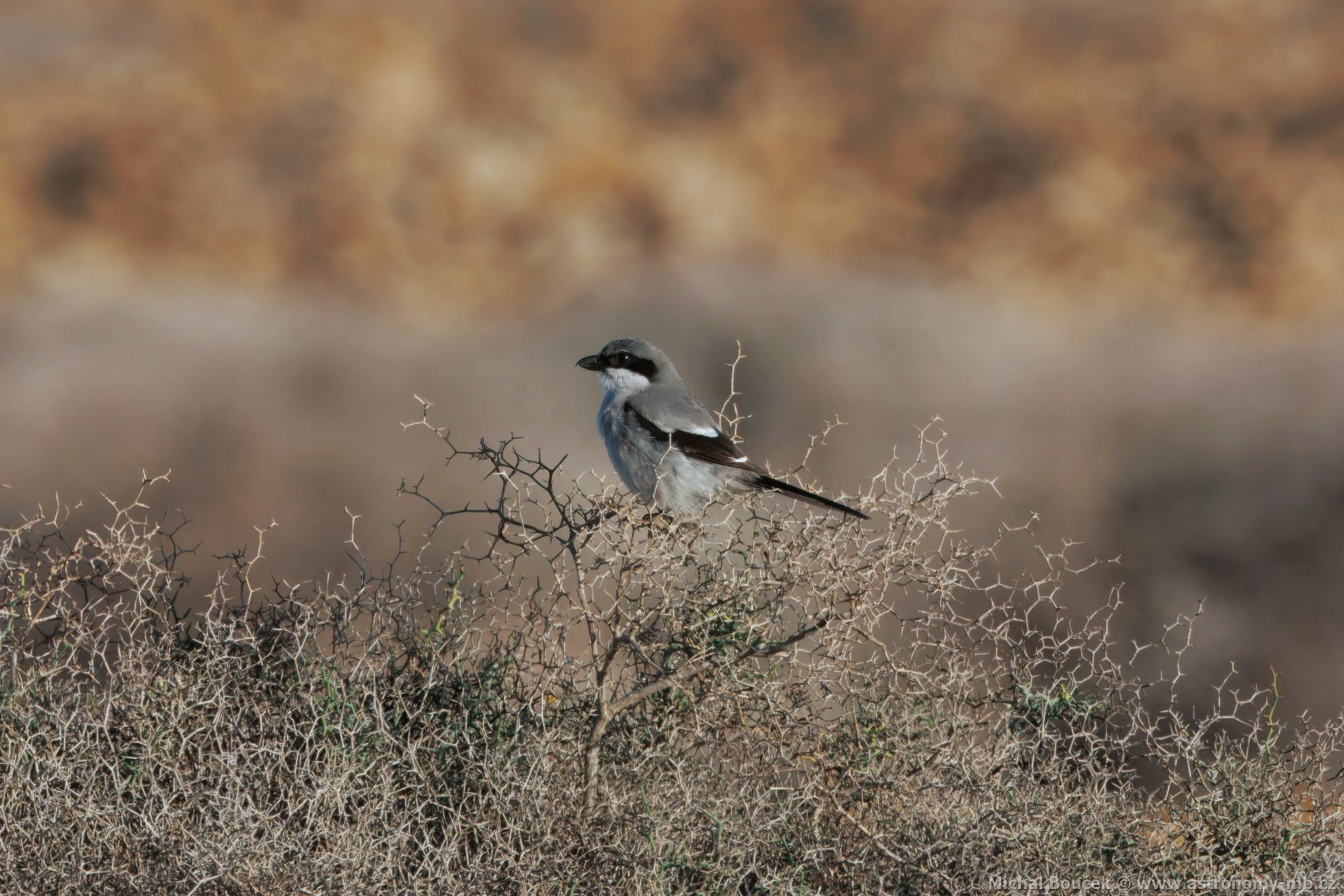 uhýk šedý (Lanius excubitor ssp. koenigi)