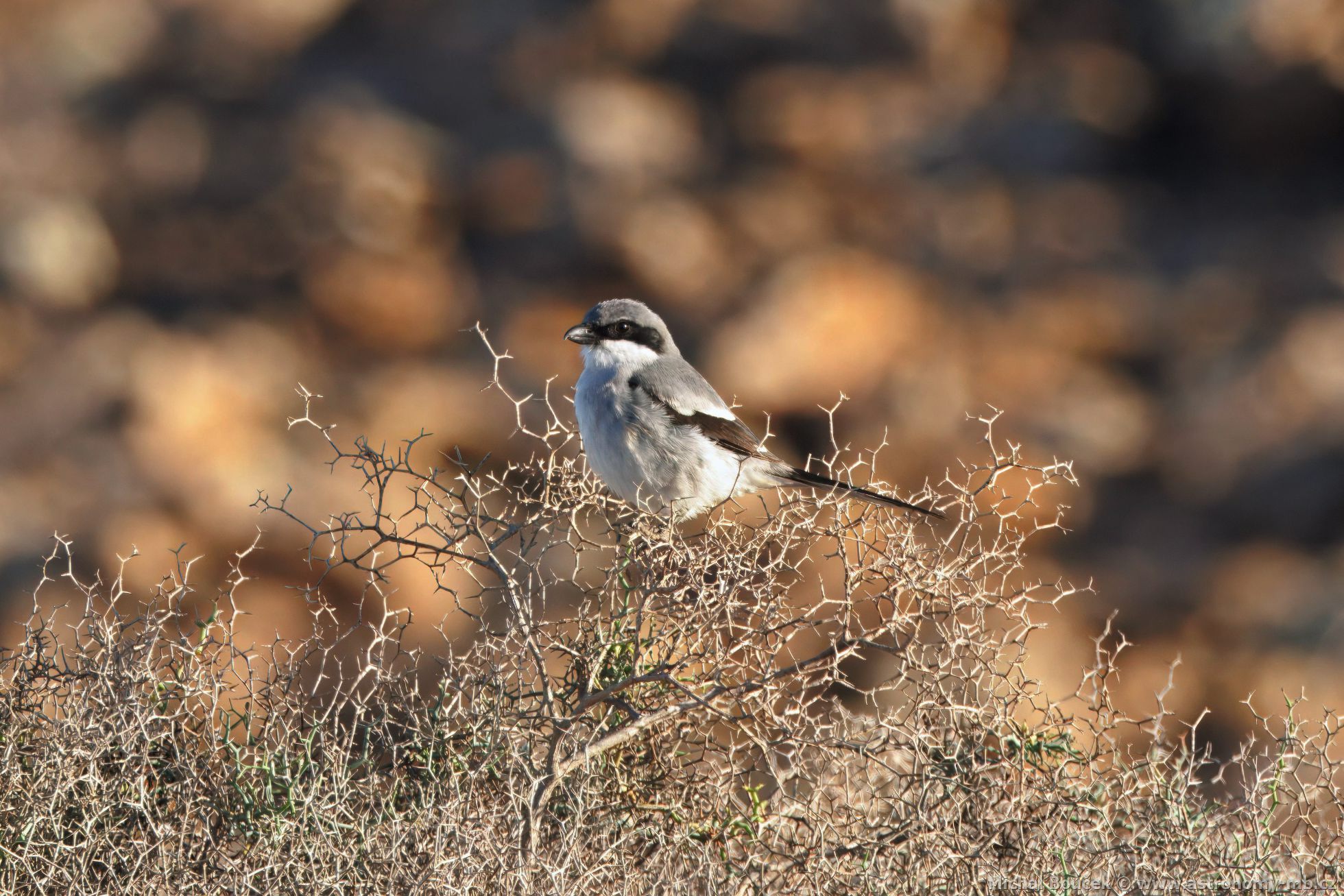 uhýk šedý (Lanius excubitor ssp. koenigi)