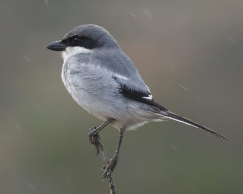uhýk šedý (Lanius excubitor ssp. koenigi)