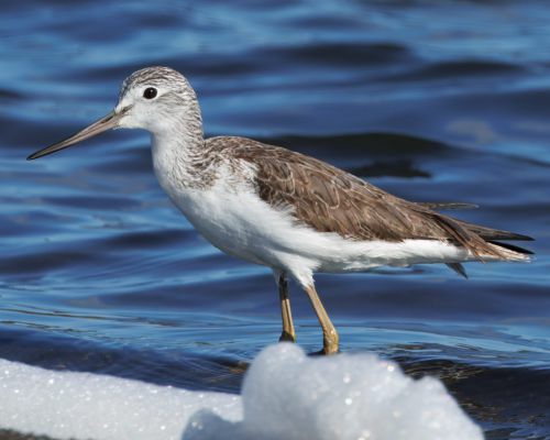 Vodouš šedý (Tringa nebularia)