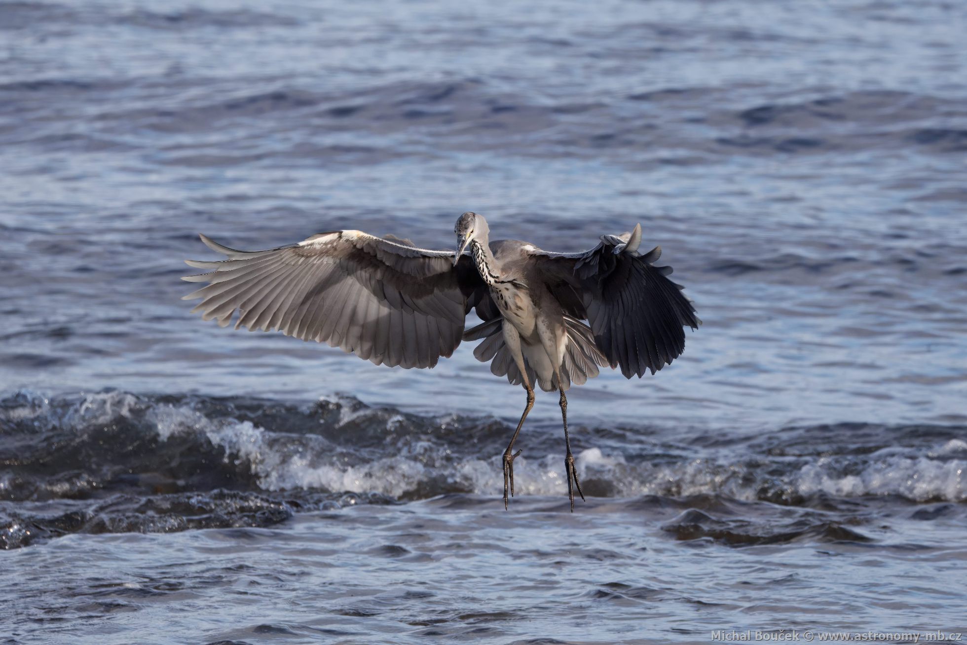 Volavka popelavá (Ardea cinerea)