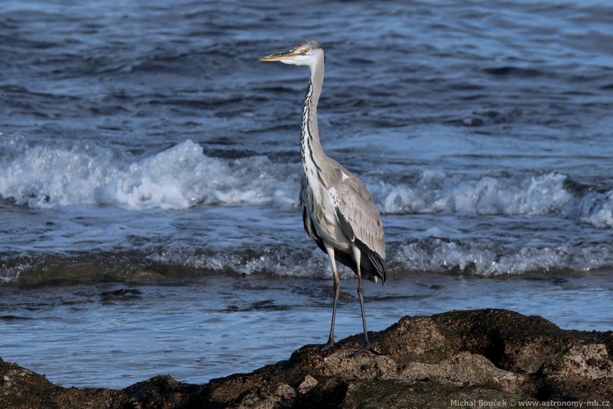 Volavka popelavá (Ardea cinerea)