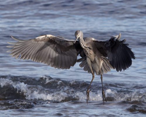 Volavka popelavá (Ardea cinerea)