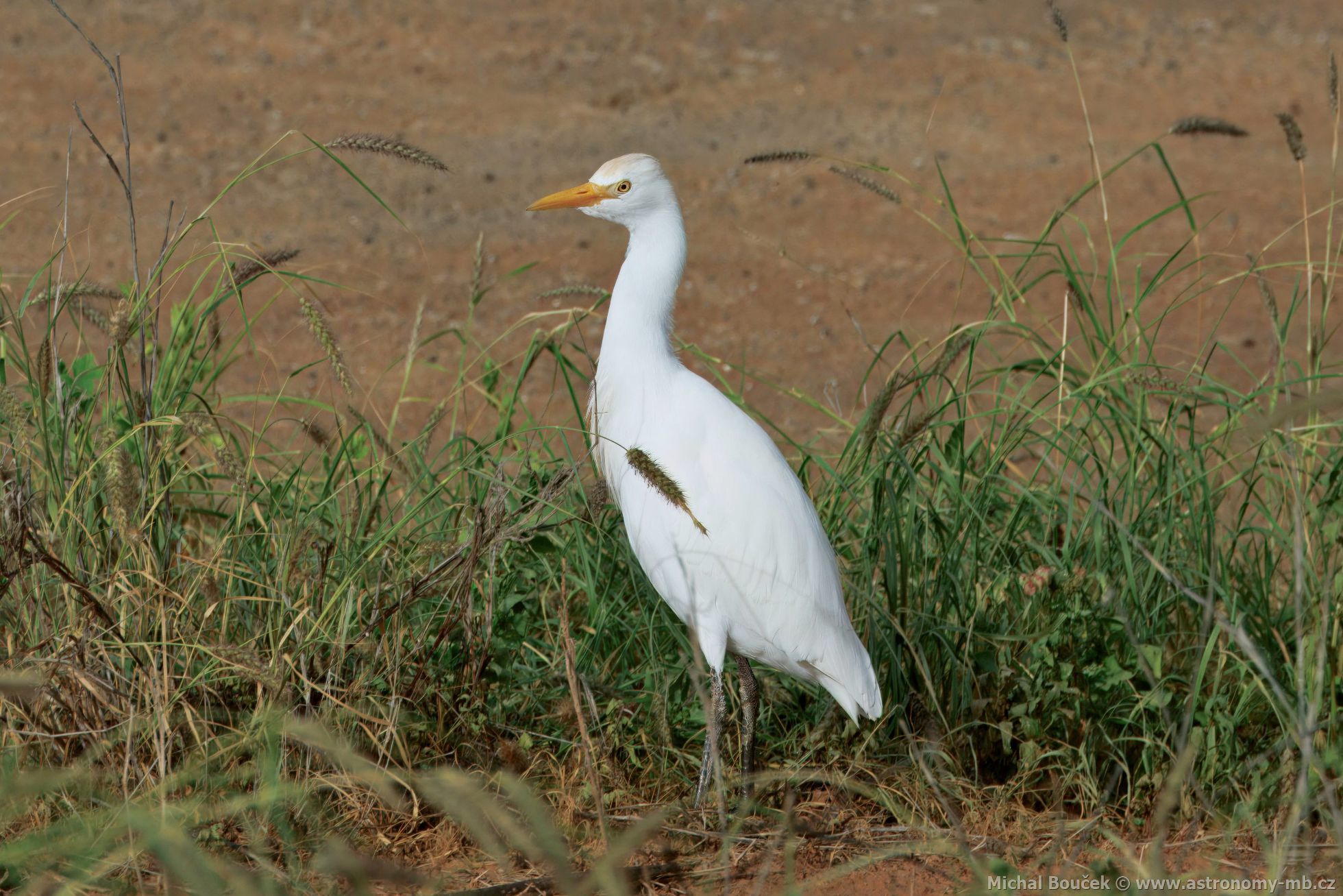 Volavka rusohlavá (Bubulcus ibis)
