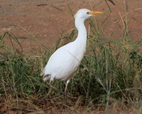 Volavka rusohlavá (Bubulcus ibis)