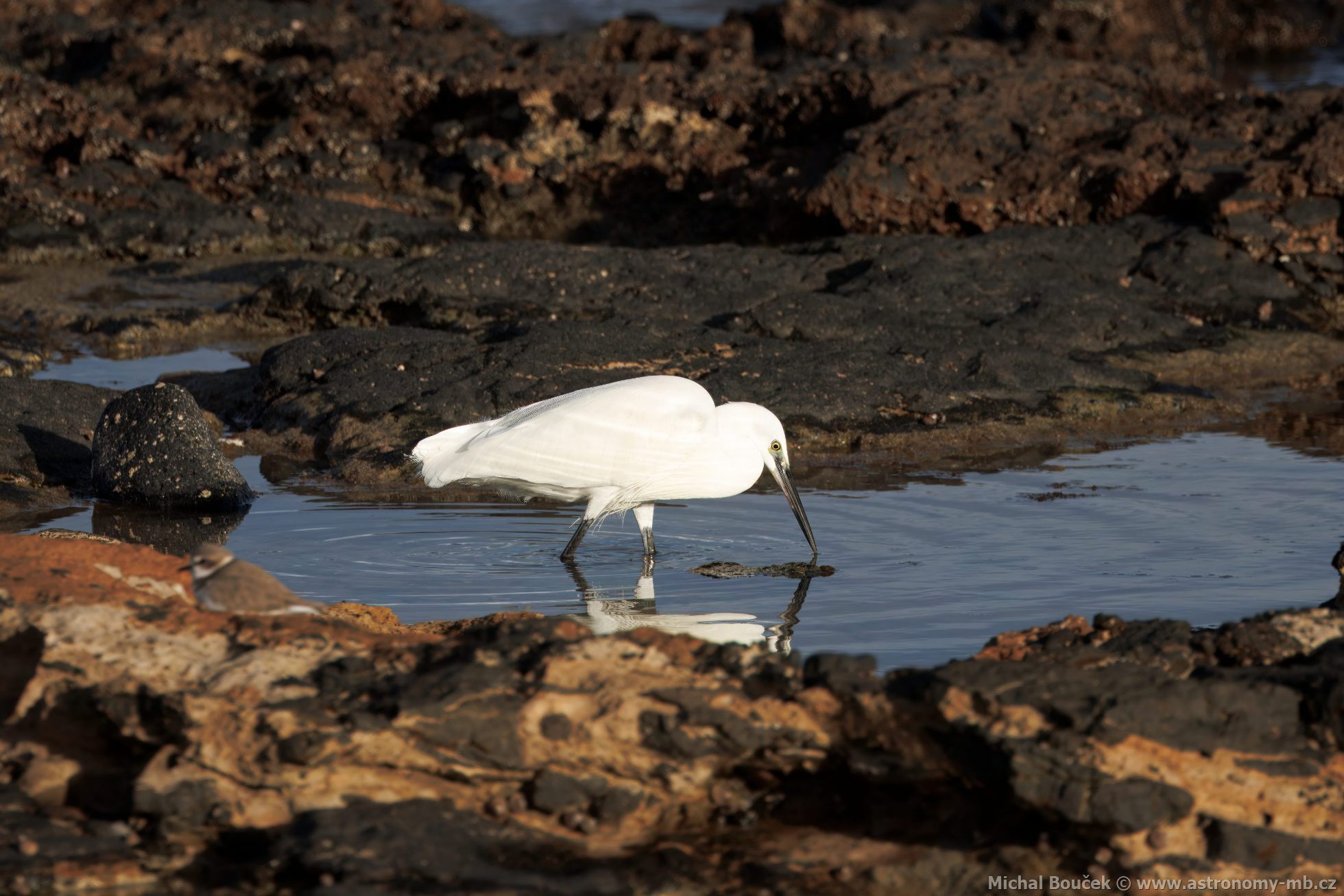 Volavka stíbitá (Egretta garzetta)