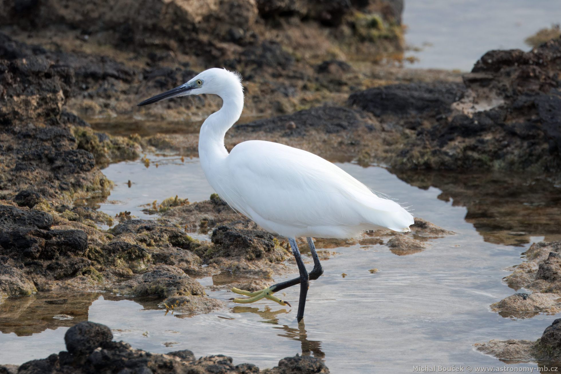 Volavka stíbitá (Egretta garzetta)