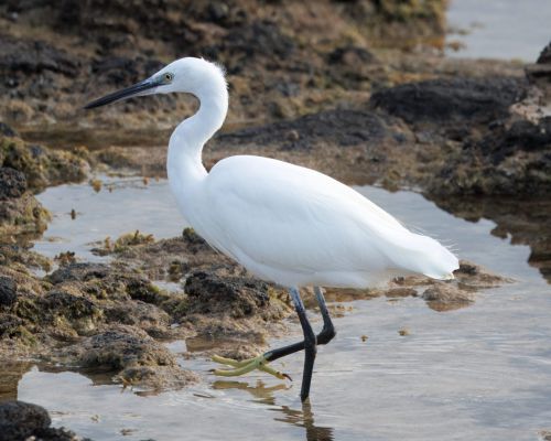 Volavka stíbitá (Egretta garzetta))