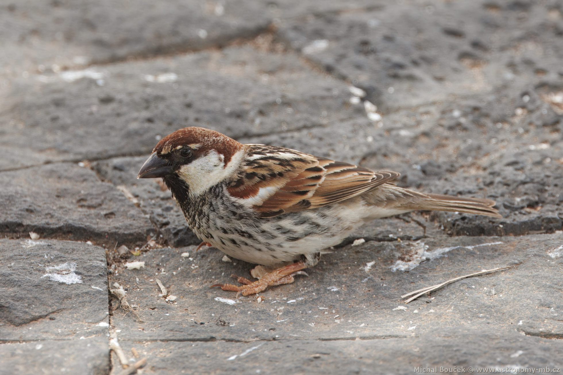 Vrabec pokovní (Passer hispaniolensis)