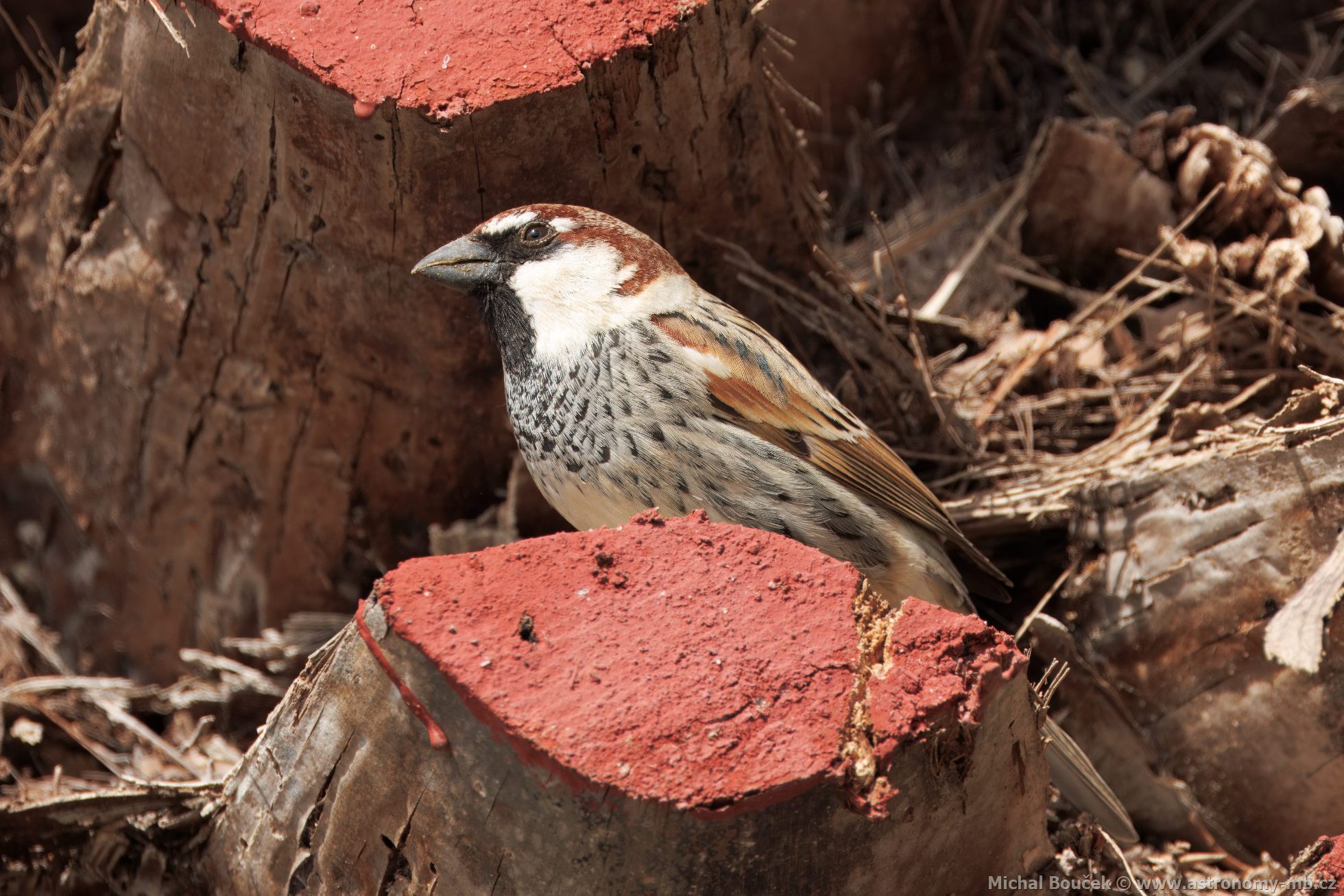 Vrabec pokovní (Passer hispaniolensis)