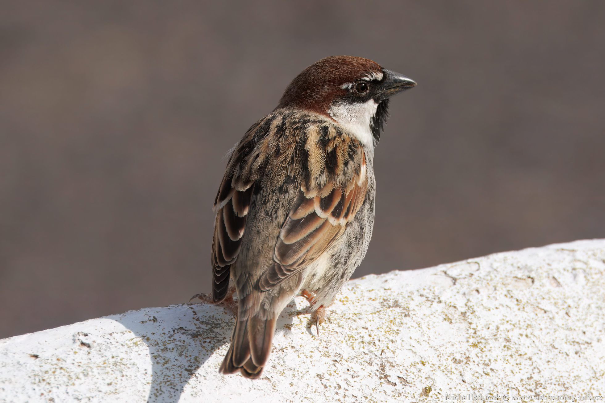 Vrabec pokovní (Passer hispaniolensis)