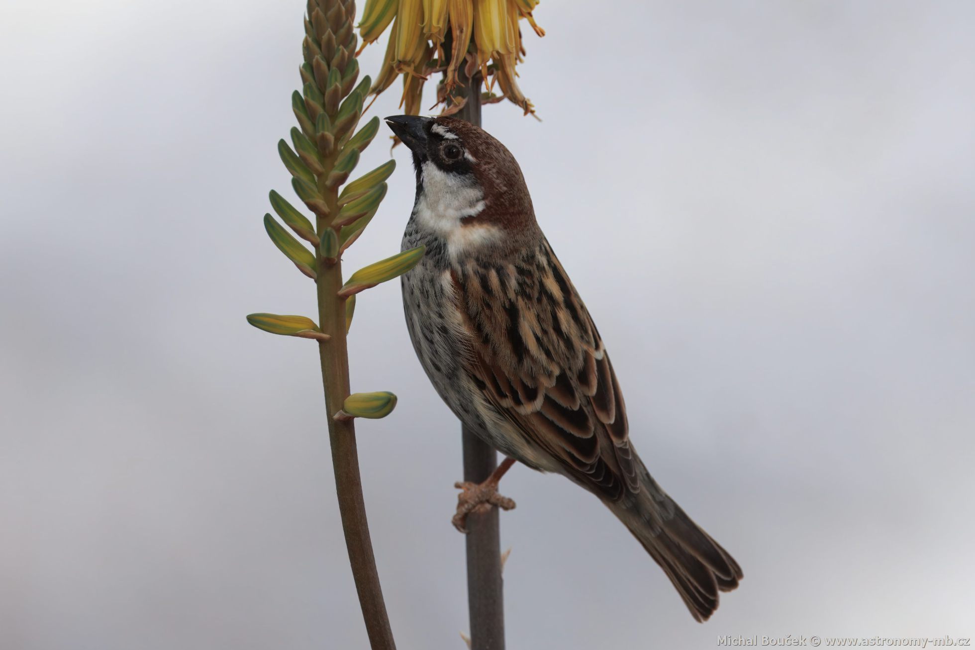 Vrabec pokovní (Passer hispaniolensis)