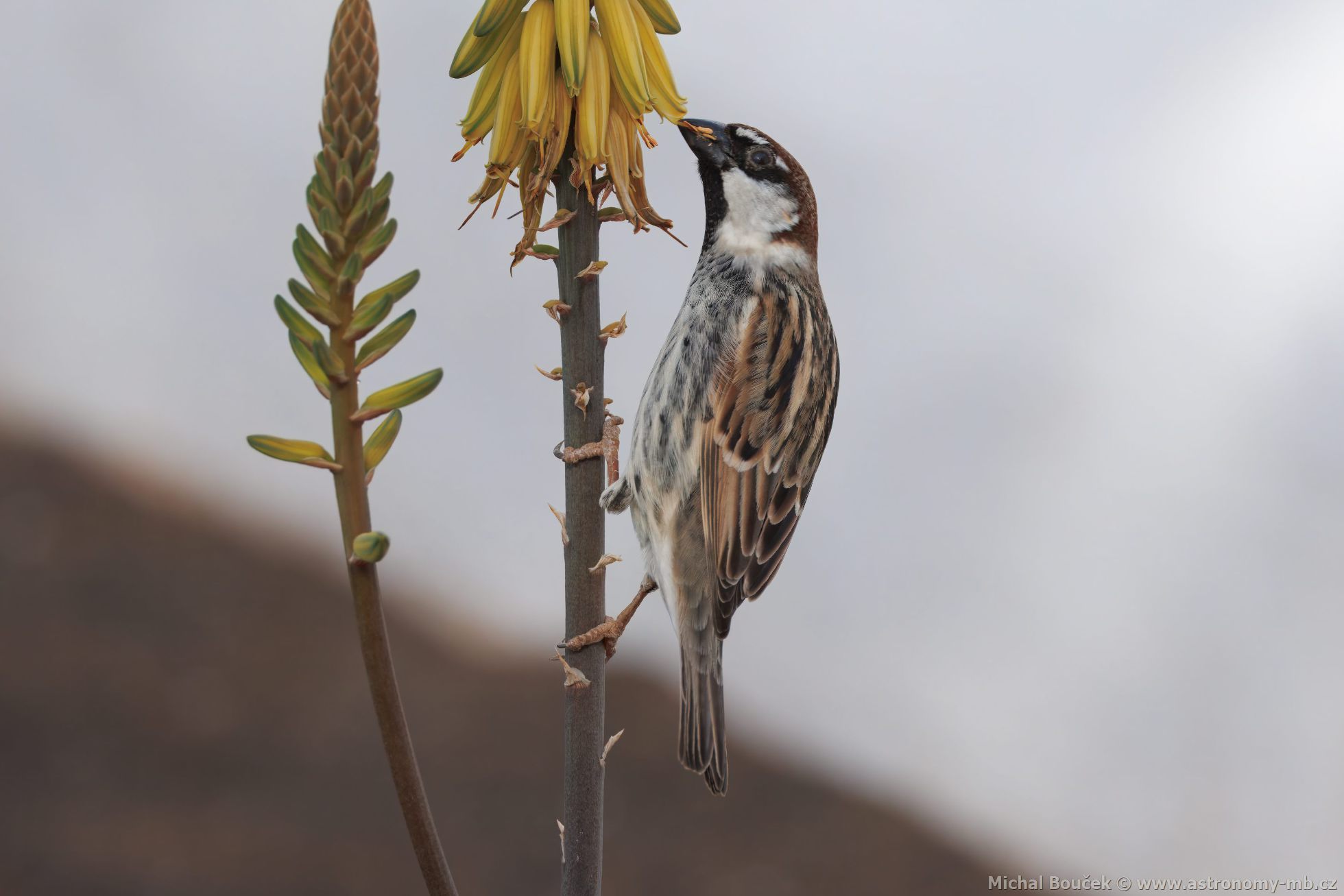Vrabec pokovní (Passer hispaniolensis)
