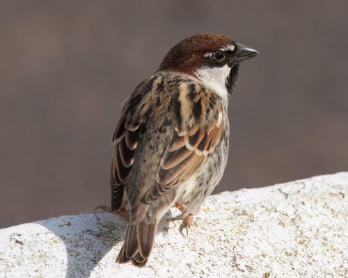 Vrabec pokovní (Passer hispaniolensis)