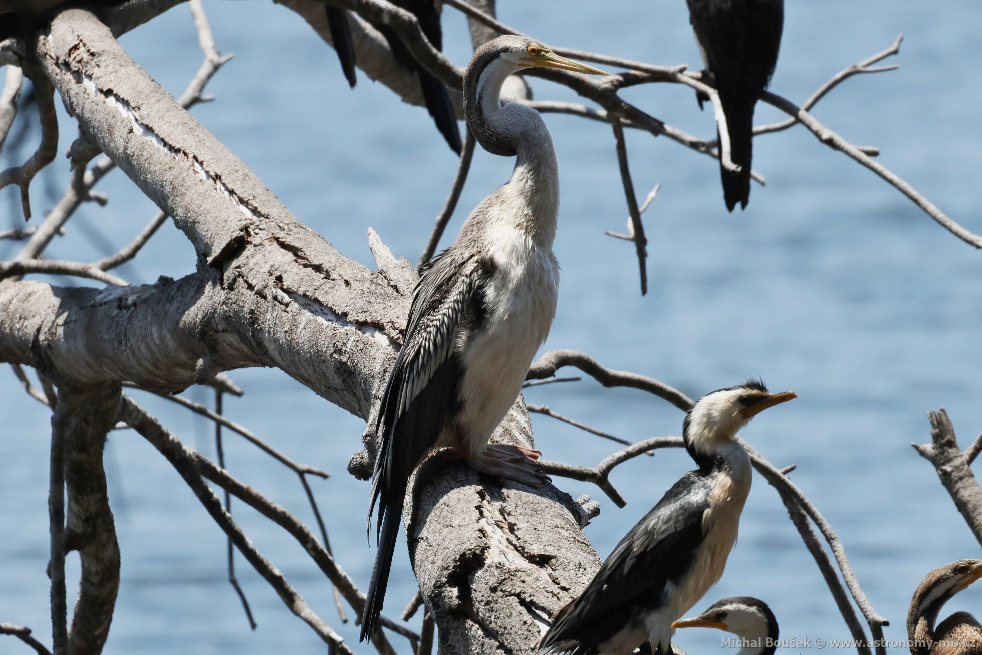 Anhinga australská (Anhinga novaehollandiae)